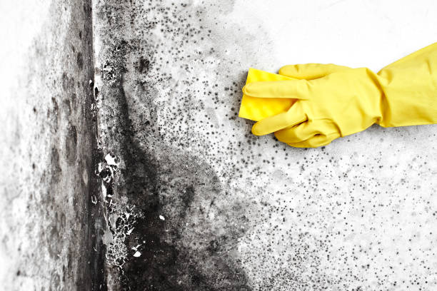 Best Basement Mold Remediation in Anchorage, AK