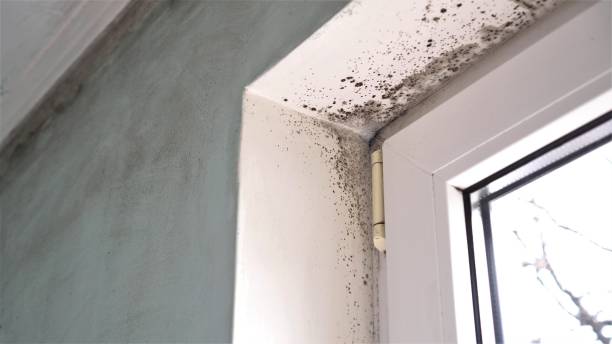 Best DIY Mold Remediation Support Services in Anchorage, AK