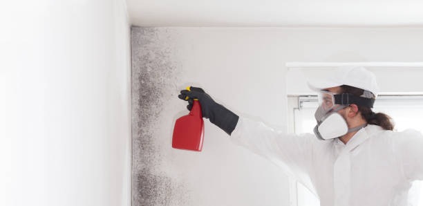 Best Post-Flood Mold Remediation in Anchorage, AK