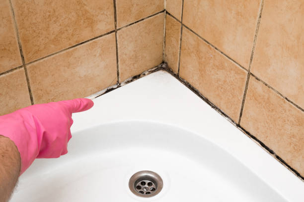 Best Mold Remediation for Schools in Anchorage, AK